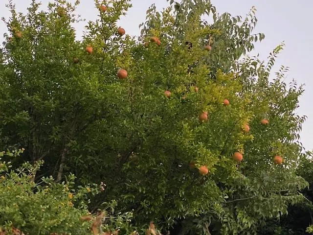 Tzitzifies * Kourouklata