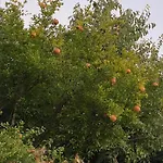 Tzitzifies * Kourouklata